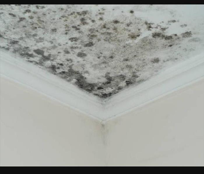 Black spotty mold on a white ceiling in the corner